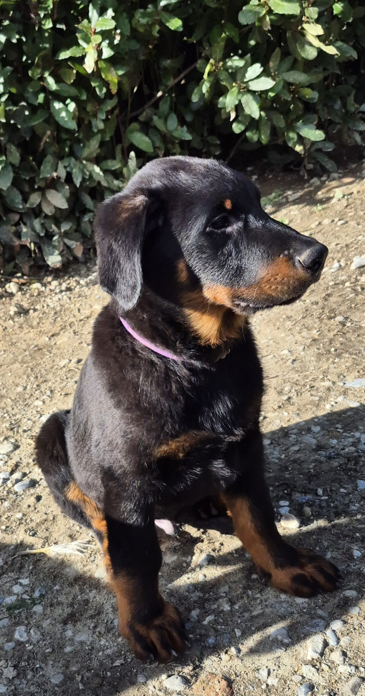 Du Coubertou De Saint Jean - Chiots disponibles - Berger de Beauce