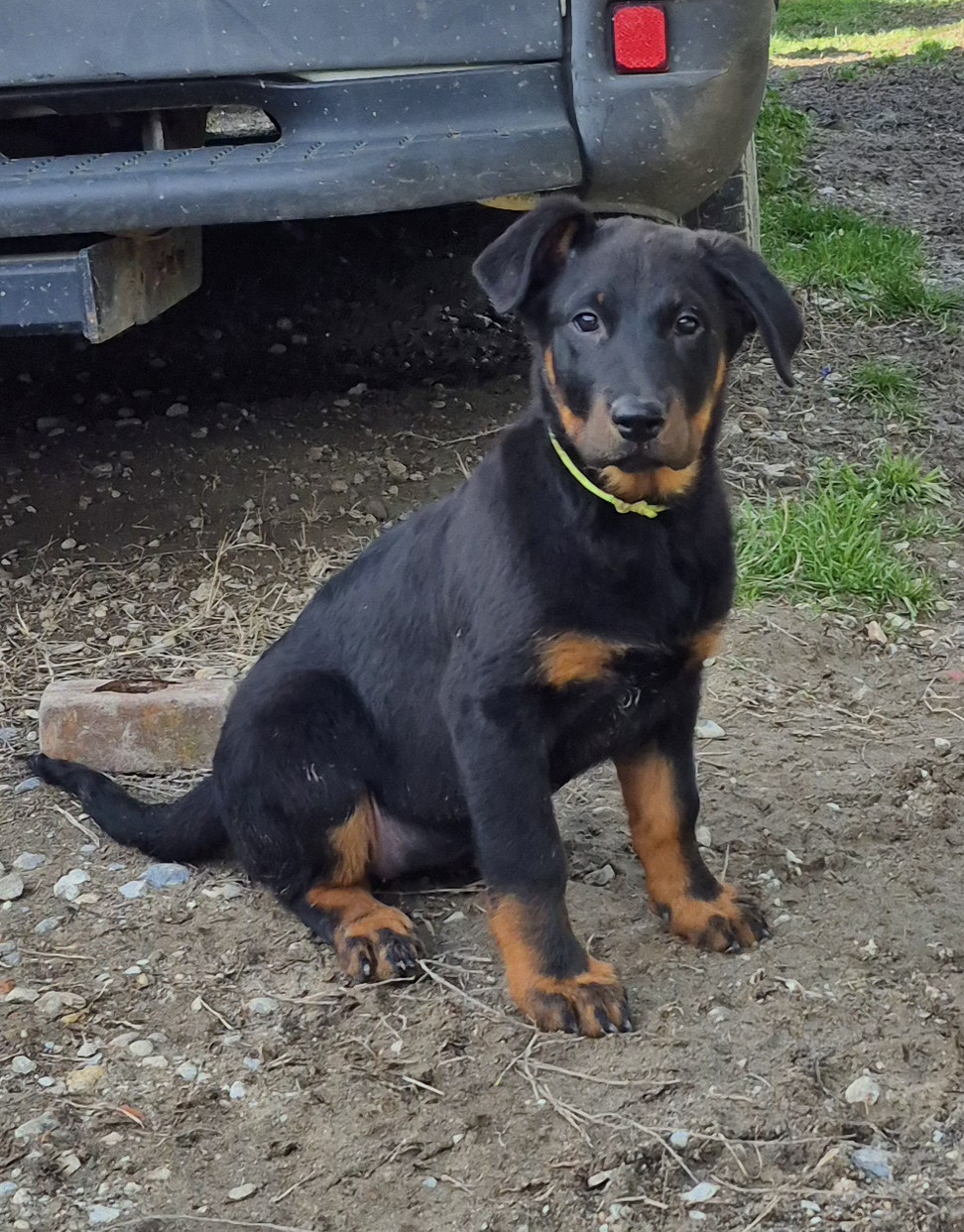 Du Coubertou De Saint Jean - Chiots disponibles - Berger de Beauce