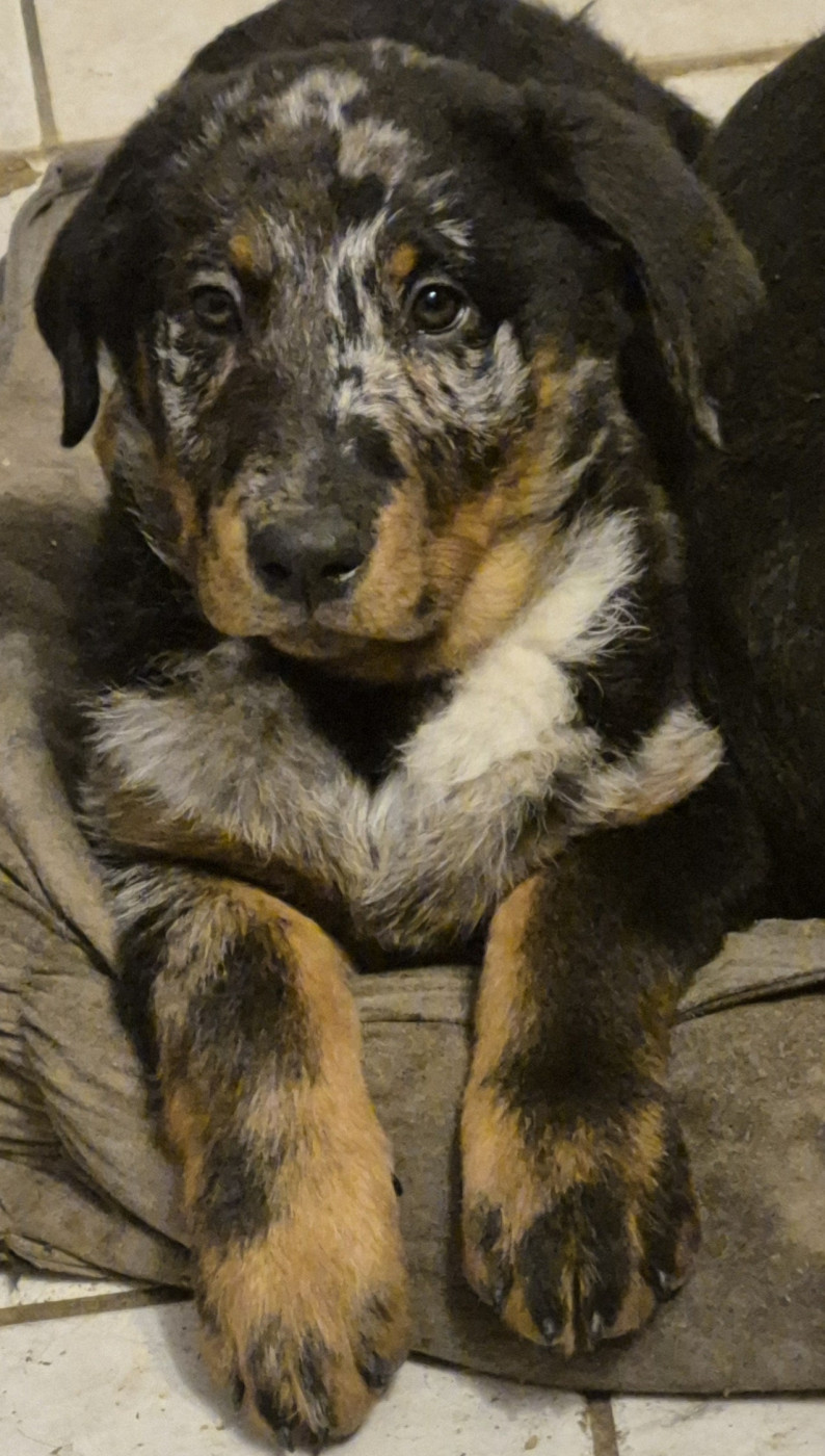 Du Coubertou De Saint Jean - Chiots disponibles - Berger de Beauce