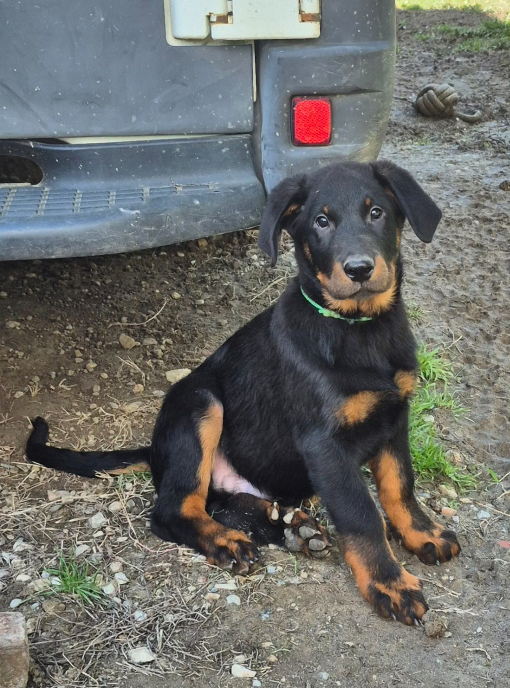 Du Coubertou De Saint Jean - Chiots disponibles - Berger de Beauce