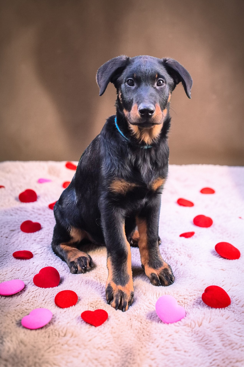 Du Coubertou De Saint Jean - Chiots disponibles - Berger de Beauce