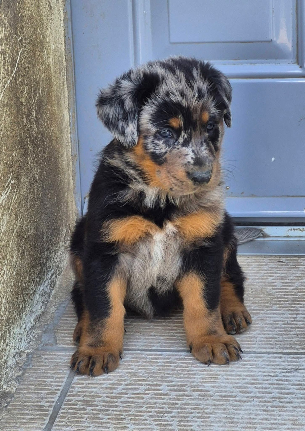 Du Coubertou De Saint Jean - Chiots disponibles - Berger de Beauce