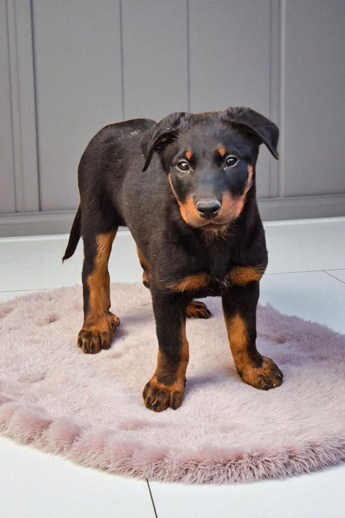 Du Coubertou De Saint Jean - Chiots disponibles - Berger de Beauce