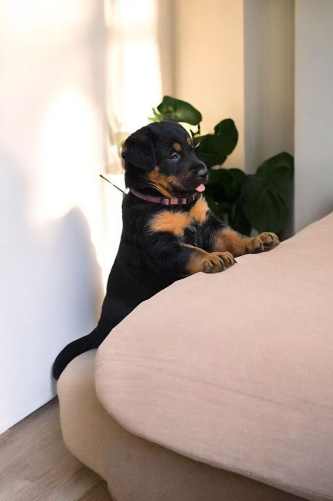 Du Coubertou De Saint Jean - Chiots disponibles - Berger de Beauce
