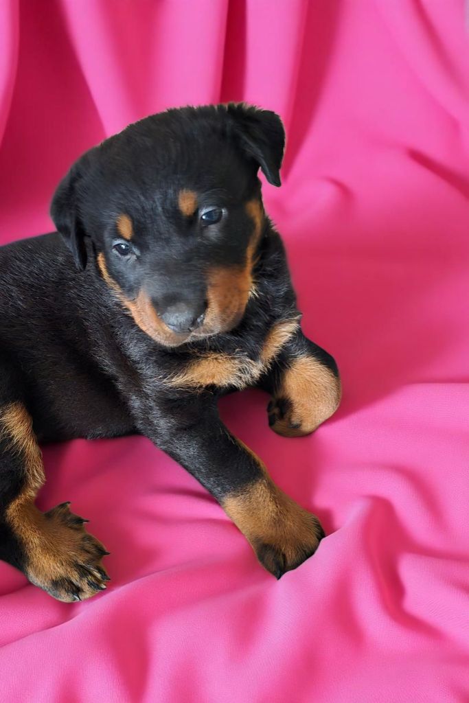 Du Coubertou De Saint Jean - Chiots disponibles - Berger de Beauce